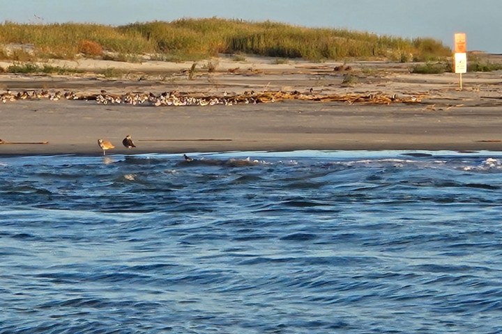a flock of seagulls standing next to a body of water