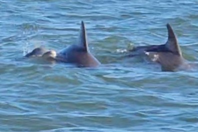 a dog swimming in a body of water