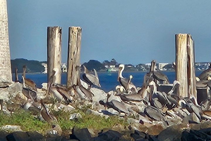 a flock of birds sitting on a rock