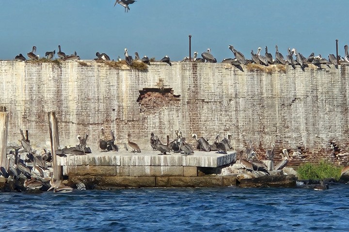 a flock of seagulls flying over a body of water