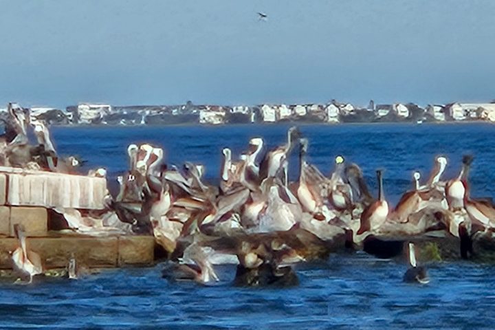 a flock of seagulls standing next to a body of water