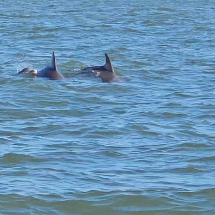 dolphins