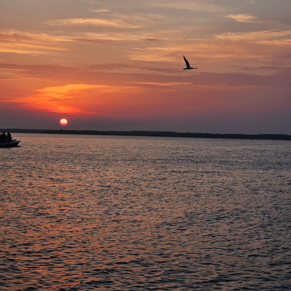 a bird flying over a body of water