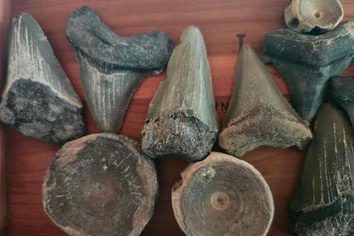 Several large fossilized shark teeth displayed on a wooden surface.