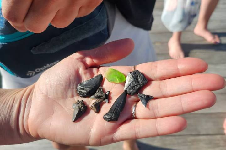 Person holding assorted shark teeth and sea glass in hand.