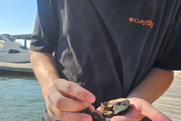 Person holding sea shells by the water on a sunny day.