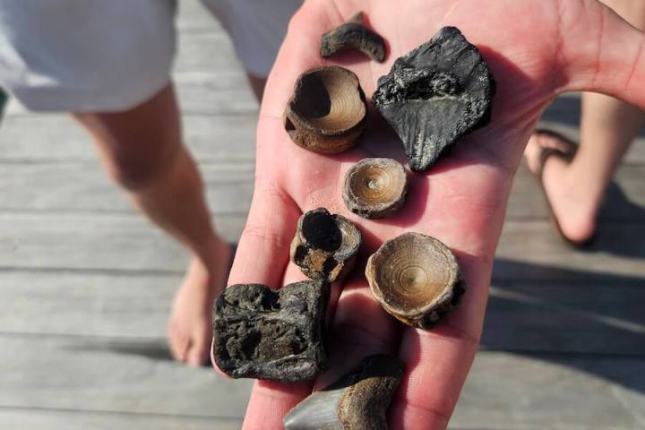Hand holding various small, dark fossils on a wooden deck.