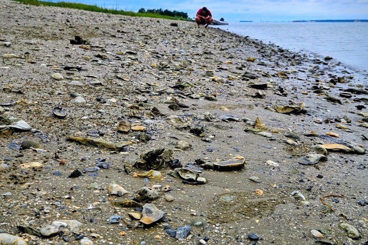 Person crouching on a rocky beach with pebbles and shells, under a cloudy sky.