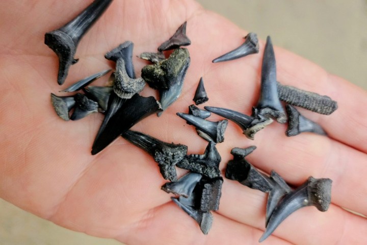 Hand holding several small, black fossilized shark teeth of various shapes.