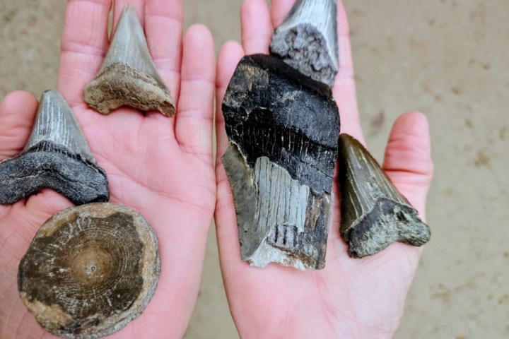 Hands holding various fossilized shark teeth and a vertebra.