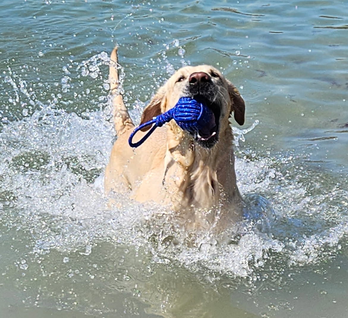 Dog joyfully playing with a blue toy in the water.