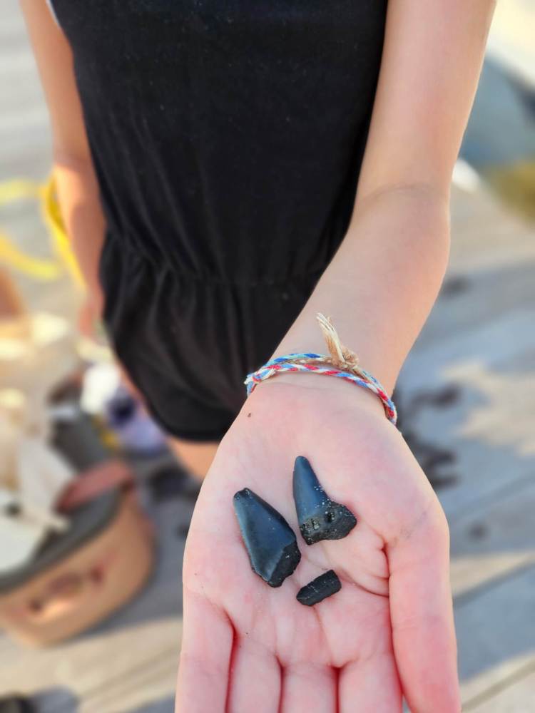 Person holding black shark teeth in their open hand