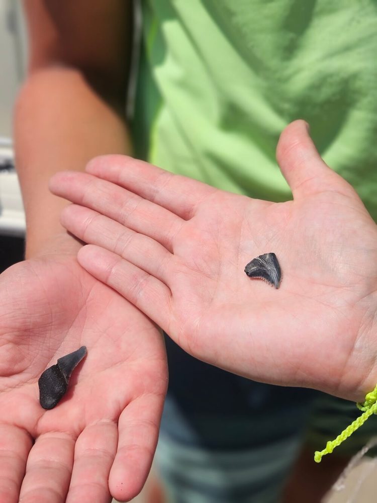 Two hands holding small, black shark teeth.